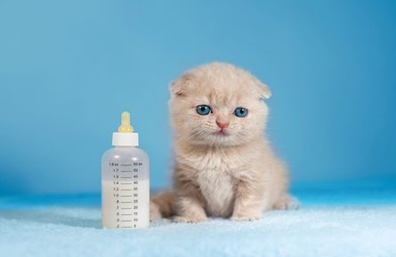 Consulta Veterinaria Elu gato bebe
